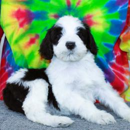 Blake - Black and white male Portuguese Water Dog puppy in Beatrice, Nebraska from Success Portuguese Water Dogs