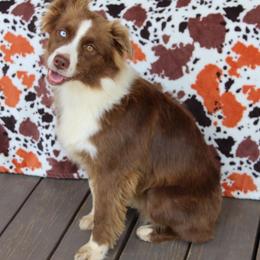 June - Miniature Australian Shepherd