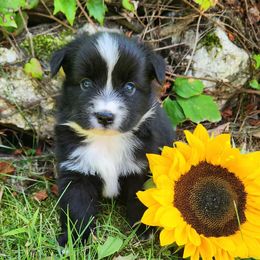 Sammy - Black & white male Miniature Australian Shepherd puppy in Sandown, New Hampshire from Ashby Lou Aussies