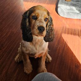 Bonnie - Liver white and tan female English Springer Spaniel puppy in Springfield, South Carolina from Sweet Southern Spaniels