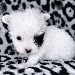 Girl 2 - Parti female Yorkshire Terrier puppy in Richland County, South Carolina from Nesha's Pawrific Tails