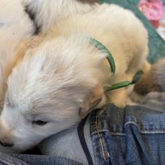 StuLou - White male Colorado Mountain Dog puppy in Colorado Springs, Colorado from Sharp Guardians and Goldens