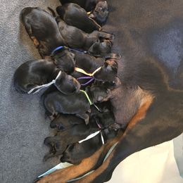 Male 5 - Black and rust male Doberman Pinscher puppy in Vernonia, Oregon from Living Hope Dobies and Doxies
