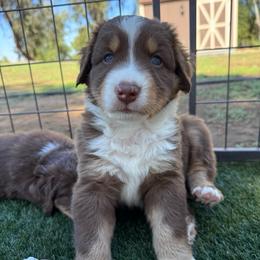 Rufus - Red tri-color male Australian Shepherd puppy in Ramona, California from Blue Moon Aussies