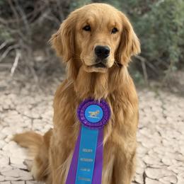 Golden Retriever puppies from Sinfully Sweet Kennel