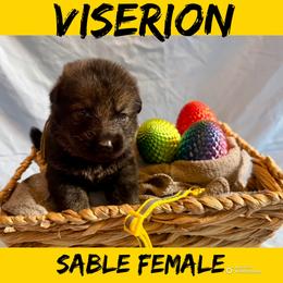 Viserion - Sable female German Shepherd puppy in Lewisburg, Kentucky from RED’s German Shepherds