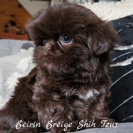 Shih Tzu Puppies from Beirin Breige Shih Tzus