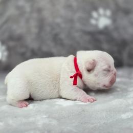 Red boy - Cream male French Bulldog puppy in Polk City, Florida from Best Friend Frenchies, LLC