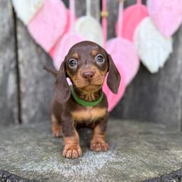 Lightning Bolt - Boy 1 - Yellow - Chocolate and tan male Dachshund puppy in Corbin, Kentucky from Steele Half Acre Homestead