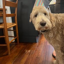 Assorted Doodle Crosses, Bernedoodle, and Labradoodle All Grown Up from Small town doodles & poodles