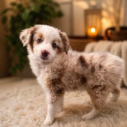 Girl 1 - Red merle female Miniature Australian Shepherd puppy in Hesperia, California from Brigs Aussies
