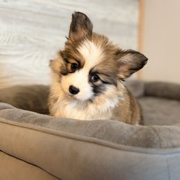 Franie Fanny - Sable female Pembroke Welsh Corgi puppy in Belle Fourche, South Dakota from BellamyHills Corgis