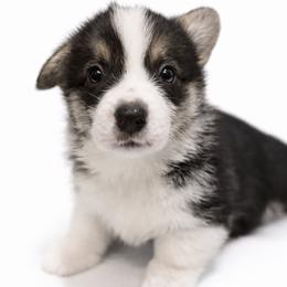 Bun - Black and tan male Pembroke Welsh Corgi puppy in Colbert, Washington from Siclair Crowns Corgis