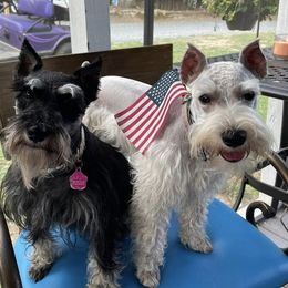 Miniature Schnauzers from Furever Loved Schnauzers