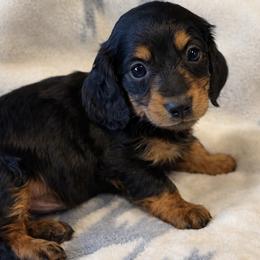 Ranger - Black and tan male Dachshund puppy in Salem, Oregon from Longdox Mini Dachshunds