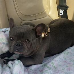 Lulu Chanell - French Bulldog