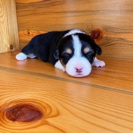 Darla - Black and tan female Pembroke Welsh Corgi puppy in Saratoga, Wyoming from Maria's Pembroke Welsh Corgis
