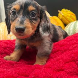 Sterling - Dapple male Dachshund puppy in Corona, California from ChezBeale
