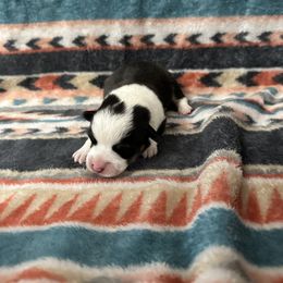 Pembroke Welsh Corgi All Grown Up from Newton Hay & Cattle