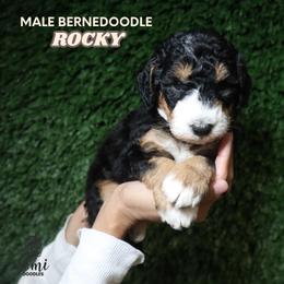 Rocky (Grey Collar) - Tri-color male Bernedoodle puppy in Palmetto Bay, Florida from SOMIDOODLES