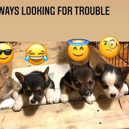 Pembroke Welsh Corgi Puppies from Chaotic Corgi’s