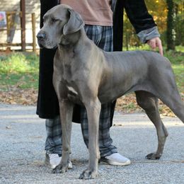 Ana - Great Dane