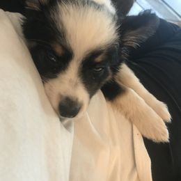 Toy Australian Shepherd All Grown Up from The Ranch of the Sun Toy Aussies