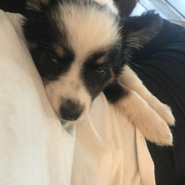 Toy Australian Shepherd All Grown Up from The Ranch of the Sun Toy Aussies