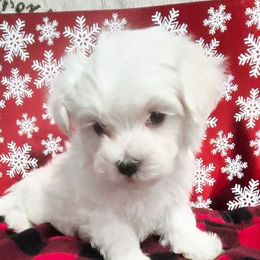 Buddy - White male Maltese puppy in Austin, Texas from Austin Maltese Babies
