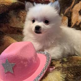 FANCY 1 - White female Pomeranian puppy in Lore City, Ohio from Tonia's Pomeranians