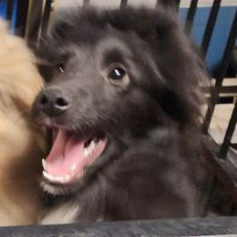 Stella - Black and white female Shetland Sheepdog puppy in Weedsport, New York from M&M Shelties and Smooch-A-Bulls English Bulldogs