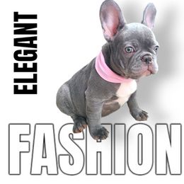 French Bulldog Puppies from Alfia DAVLETSHINA