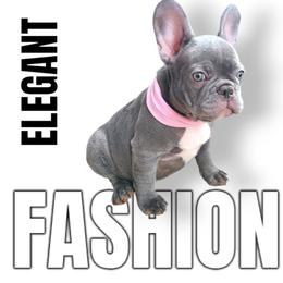 French Bulldog Puppies from Alfia DAVLETSHINA