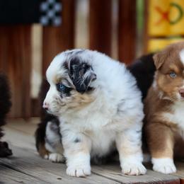 Dart - Red tri-color male Australian Shepherd puppy in Bloomington, California from Oro’z Farm Aussies