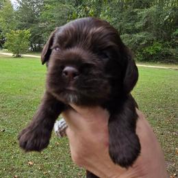 Mocha - Brown male Cocker Spaniel puppy in Florence, South Carolina from Reddick's American Cocker Spaniels