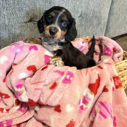 Boy 2 - Piebald male Dachshund puppy in Crossville, Tennessee from Golden Critter Farm