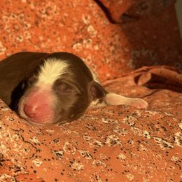 Casper - White and red male Border Collie puppy in Dundy County, Nebraska from Stag Valley Homestead