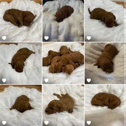 Goldendoodles from Kaylee Aquino