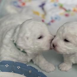 Bichon Frise Puppies from Bichon Heaven