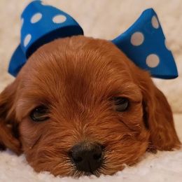 Cavalier King Charles Spaniel Puppies from Pleasant Meadows
