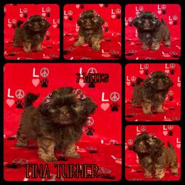 Ginger (Tina Turner) - Red female Shih Tzu puppy in Yelm, Washington from Lala's All Star Shih Tzu