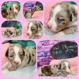 Phoenix - Red merle female Australian Shepherd puppy in Levelland, Texas from Once Upon a Time Aussies