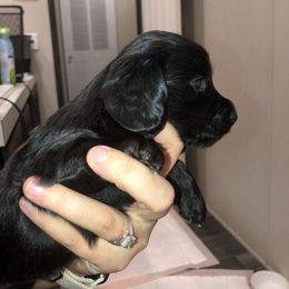 Dachshund Puppies from Davis Dachshunds