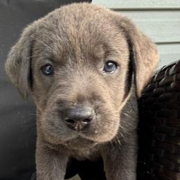 Red- Charcoal - Charcoal male Dilute Retriever puppy in Marion, Illinois from Summer Lovin’ Labradors of Southern Illinois