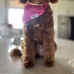 Dallas - Goldendoodle