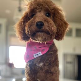 Dallas - Goldendoodle