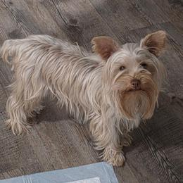 Persephone - Yorkshire Terrier
