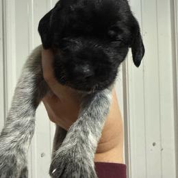 Pink Lady - Black and white female German Wirehaired Pointer puppy in Mora, Minnesota from Reinberg Kennel