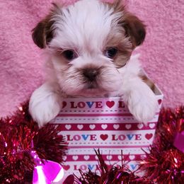 Havanese and Shih Tzu Puppies from Locust Creek Shih Tzu & Havanese