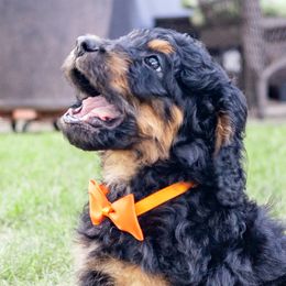 Biscuit - Phantom Bernedoodle puppy in Columbus, Georgia from Woofington Place Doodles